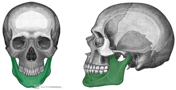 Overview-of-the-Mandible-in-the-Facial-Skeleton-Anterior-and-Lateral-Views
